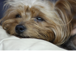 cute dog!!!