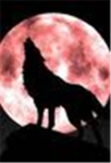The dark Coyote clan