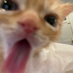ohsayeahditto