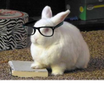 Bunny-cool