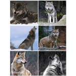 Team des loups
