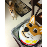 Delicious treats for hungry doges