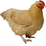 #Chicken group