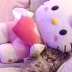 chiki fil a･ﾟ*+･ﾟ*+