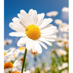 The Daisy’s