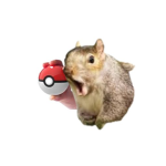 Squirrels of Roblox