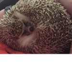 The sir cutie group