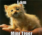 Mini tiger