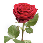 The Rose Group !