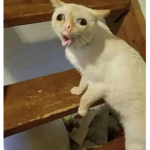 Brainless cat group