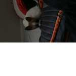 Dogs are better than cats :>