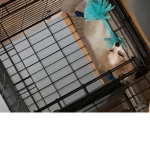 Kitty dog roblox