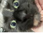 Khloeloveshellokitty