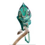 Chameleon Hangout