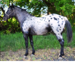 Horses are the best pet