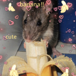 Banana Rats :D