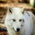 ~*|Wolves' Of Peace|*~