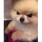 Mad Pomeranian
