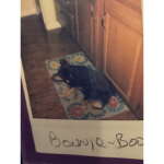 Bonnie the dog