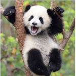 PandazPlayR0blox