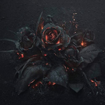 Dark Rose Apparel