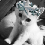 / equanimous