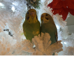 birb group!