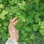 the clover corner