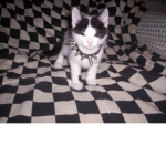 Catgang$
