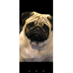 Pug Squad For life Xo