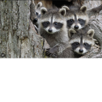 da raccons