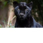 Swagy Panthers