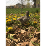 Alien & chickens!