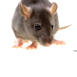 Rat kingdom land
