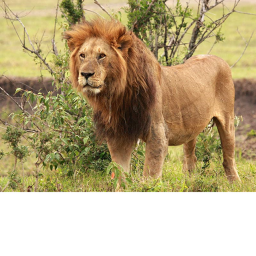 (UPDATE) Lion Racing