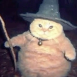 MEOW MEOW KITTEN LOVE CLUB