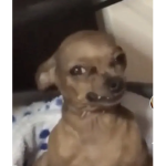 Ari’s Bxbes