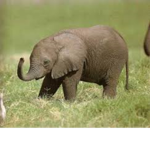 The Elephant Studio