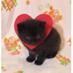 CATTTT<333