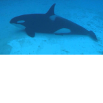 Orca hangout