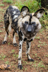 Wild Dogs in da wild