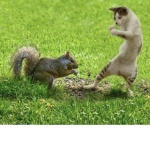Squirrel cat ######