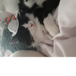 Cats/bestie