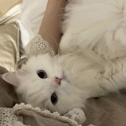 ˚ʚ♡ɞ˚