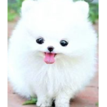 $ da puppies $