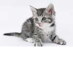 Kittens x3