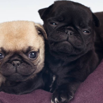 Pug world