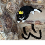 Fearless Felines
