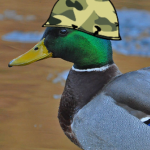 Duck storm nation