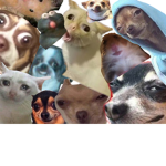 Animal Memes Have Taken Over